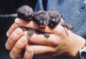 Foto_puppies_in_hand