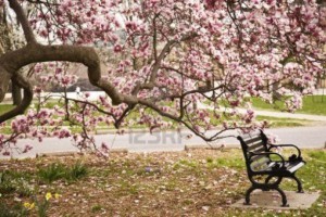 Prachtige-bloesem-op-de-magnolia-boom.1367224591-van-sonneke12