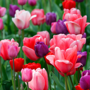 tulpenveld-roze-paars-rood